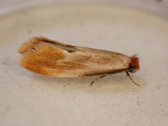 Tinea semifulvella