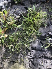 Limosella acaulis