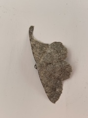 Dicrognophos sartata