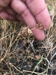Trifolium hydrophilum