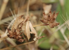 Trifolium hydrophilum