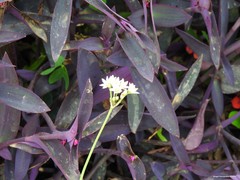 Nothoscordum gracile