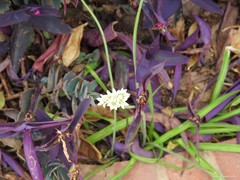 Nothoscordum gracile