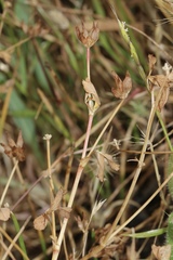 Trifolium hydrophilum