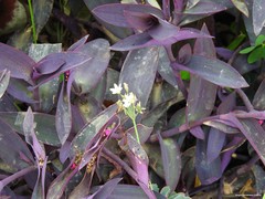 Nothoscordum gracile