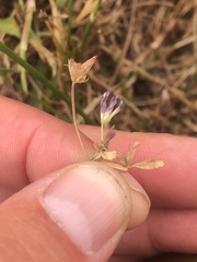 Trifolium hydrophilum