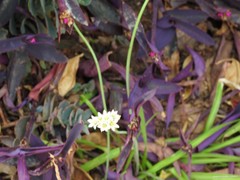 Nothoscordum gracile