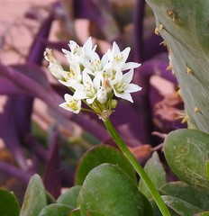Nothoscordum gracile
