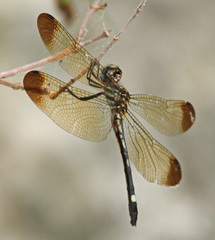 Macrothemis inequiunguis