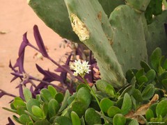 Nothoscordum gracile