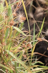 Trifolium hydrophilum