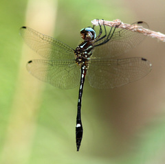 Macrothemis inequiunguis