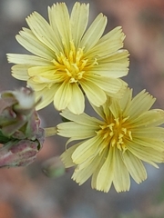 Lactuca serriola