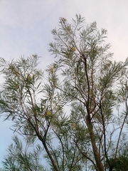 Astianthus viminalis