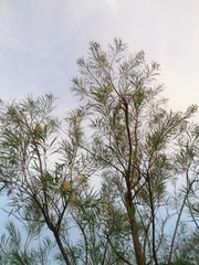 Astianthus viminalis
