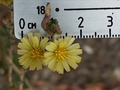 Lactuca serriola