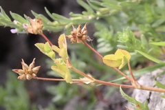Trifolium hydrophilum