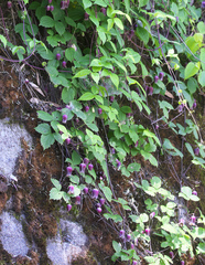 Clematis japonica