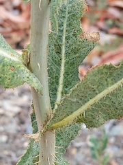 Lactuca serriola