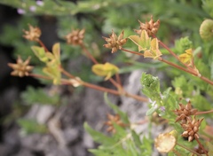 Trifolium hydrophilum