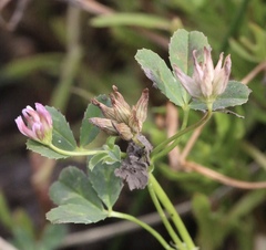 Trifolium hydrophilum