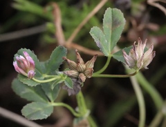 Trifolium hydrophilum