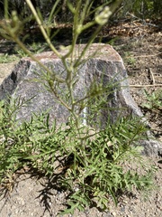 Sisymbrium altissimum