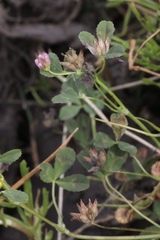 Trifolium hydrophilum