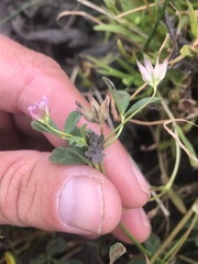 Trifolium hydrophilum