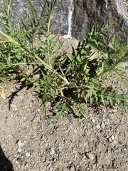 Sisymbrium altissimum
