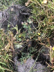 Trifolium hydrophilum