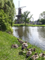 Alopochen aegyptiaca