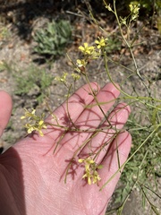 Sisymbrium altissimum