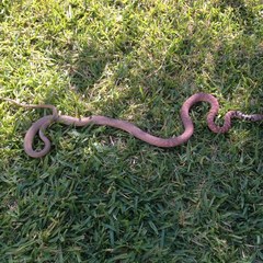 Masticophis flagellum piceus