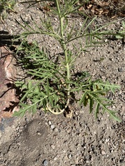 Sisymbrium altissimum