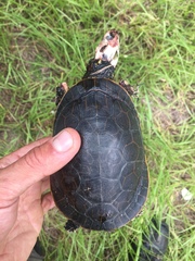 Deirochelys reticularia chrysea