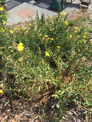 Oenothera elata hookeri