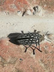 Julodis onopordi
