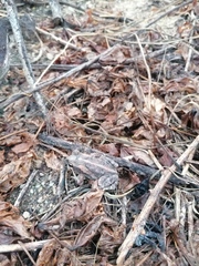 Incilius marmoreus