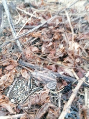 Incilius marmoreus