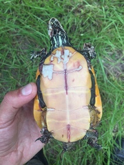 Deirochelys reticularia chrysea