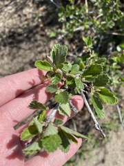 Cercocarpus montanus