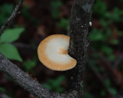 Neofavolus alveolaris