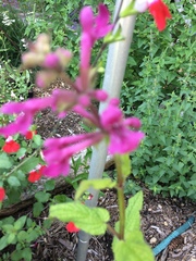Stachys chamissonis cooleyae