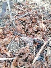 Incilius marmoreus