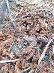 Incilius marmoreus
