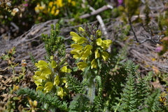 Pedicularis schizocalyx