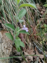 Dyschoriste poliodes