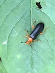 Neopyrochroa flabellata