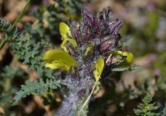 Pedicularis schizocalyx